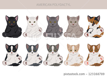 American Polydactyl cat clipart. All coat colors set.  All cat breeds characteristics infographic 123168789
