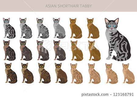 Asian shorthair Tabby cat clipart. All coat colors set. All cat breeds characteristics infographic Asian shorthair Tabby cat clipart. All coat colors set. All cat breeds characteristics infographic 123168791
