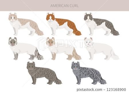 American Curl cat clipart. All coat colors set. All cat breeds characteristics infographic American Curl cat clipart. All coat colors set. All cat breeds characteristics infographic 123168900