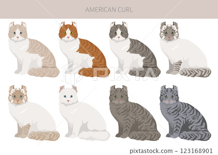 American Curl cat clipart. All coat colors set.  All cat breeds characteristics infographic 123168901