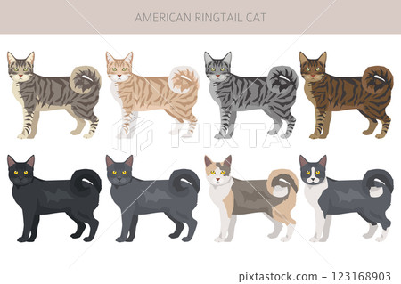 American Ringtail cat clipart. All coat colors set. All cat breeds characteristics infographic American Ringtail cat clipart. All coat colors set. All cat breeds characteristics infographic 123168903