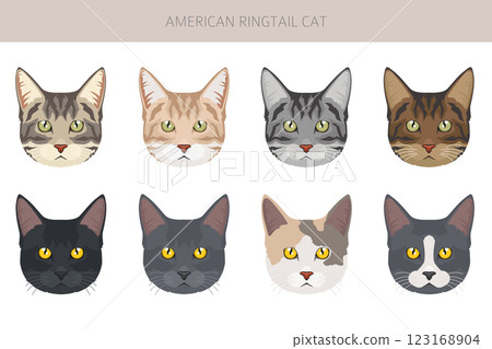 American Ringtail cat clipart. All coat colors set.  All cat breeds characteristics infographic 123168904