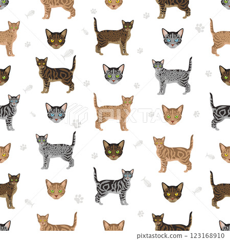 Asian shorthair Tabby cat seamless pattern. All coat colors set.  All cat breeds characteristics infographic 123168910