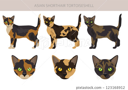 Asian shorthair Tortoiseshell cat clipart. All coat colors Asian Tortie set.  All cat breeds characteristics infographic 123168912
