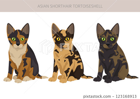 Asian shorthair Tortoiseshell cat clipart. All coat colors Asian Tortie set.  All cat breeds characteristics infographic 123168913