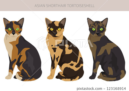 Asian shorthair Tortoiseshell cat clipart. All coat colors Asian Tortie set.  All cat breeds characteristics infographic 123168914