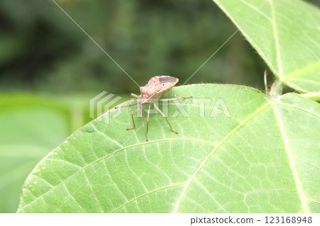 A star-bellied stink bug resting on a leaf A star-bellied stink bug resting on a leaf 123168948