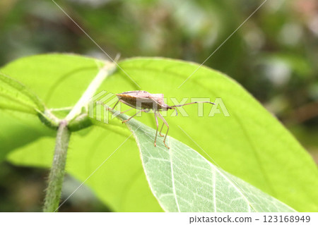 A star-bellied stink bug resting on a leaf A star-bellied stink bug resting on a leaf 123168949