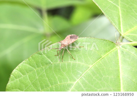 A star-bellied stink bug resting on a leaf A star-bellied stink bug resting on a leaf 123168950
