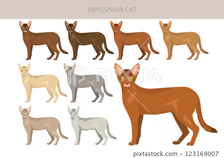 Abyssinian cat clipart. All coat colors set.  All cat breeds characteristics infographic 123169007