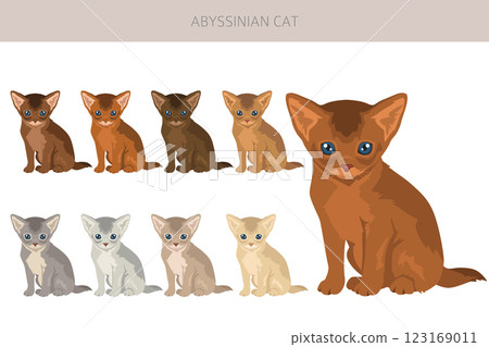 Abyssinian cat clipart. All coat colors set. All cat breeds characteristics infographic Abyssinian cat clipart. All coat colors set. All cat breeds characteristics infographic 123169011