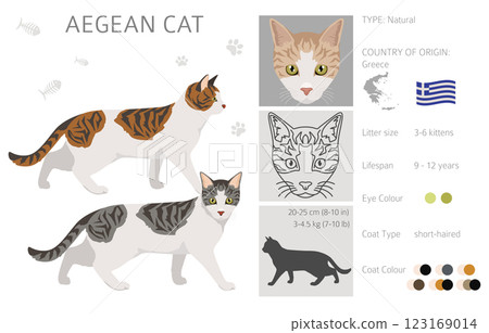 Aegean cat clipart. All coat colors set.  All cat breeds characteristics infographic 123169014