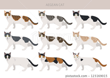 Aegean cat clipart. All coat colors set. All cat breeds characteristics infographic Aegean cat clipart. All coat colors set. All cat breeds characteristics infographic 123169015