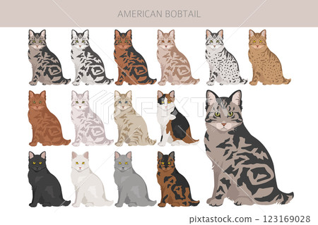 American Bobtail cat clipart. All coat colors set.  All cat breeds characteristics infographic 123169028