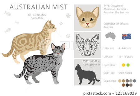 Australian Mist cat clipart. All coat colors set.  All cat breeds characteristics infographic 123169029