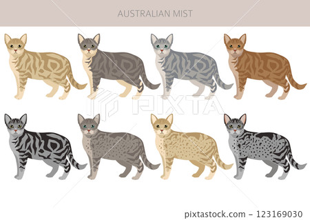 Australian Mist cat clipart. All coat colors set.  All cat breeds characteristics infographic 123169030