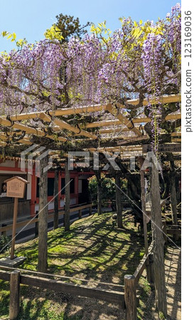 Sasami wisteria of Kasuga Shrine 123169036