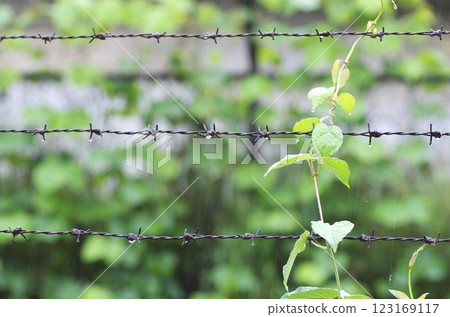 Vines entangled in barbed wire 123169117