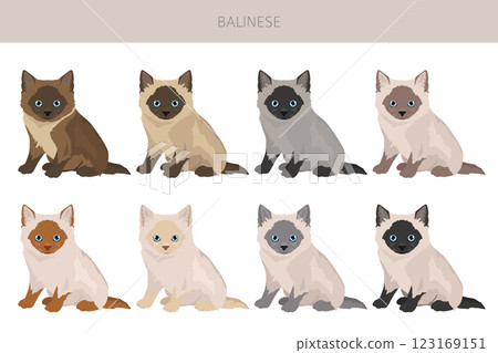 Balinese cat, Long haired Siamese clipart. All coat colors set.  All cat breeds characteristics infographic 123169151