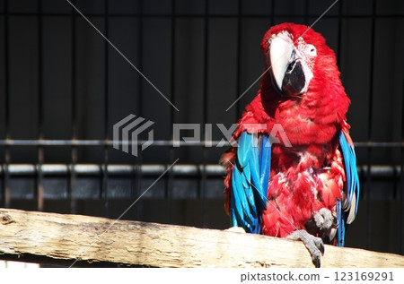 Colorful parrot 123169291