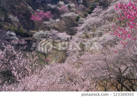 景觀與梅花 123169303