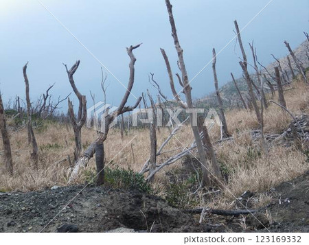 Miyakejima eruption site 123169332