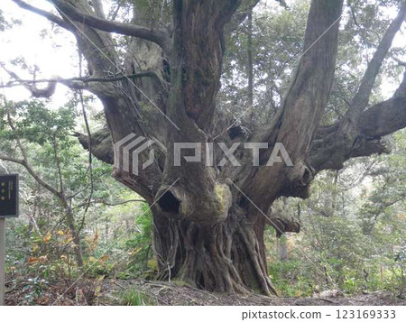 新加坡的大樹 123169333