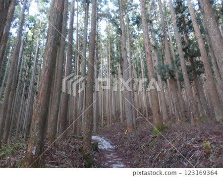 Sanjogatake in the harsh winter (a hiking trail through a coniferous forest) Sanjogatake in the harsh winter (a hiking trail through a coniferous forest) 123169364