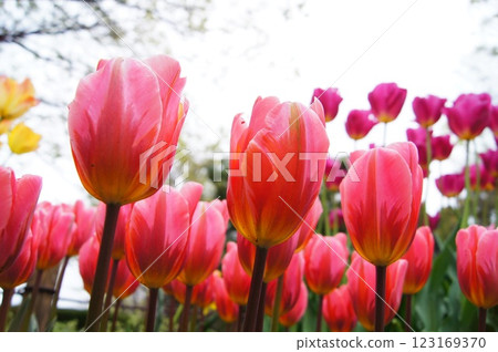 公園裡盛開的鬱金香花 123169370