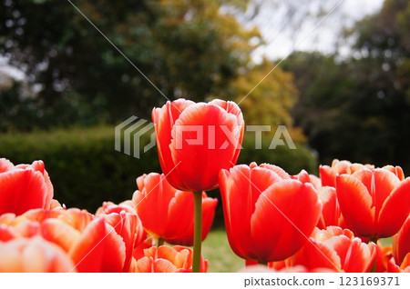 Tulip flowers blooming in the park 123169371