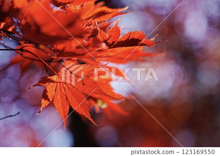 Autumn leaves turning red 123169550
