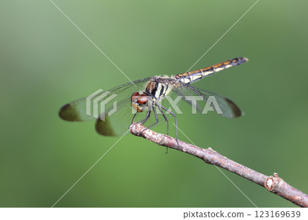 A red-veined squirrel dragonfly resting on a branch 123169639