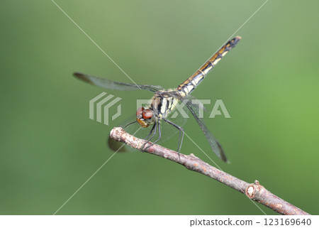 A red-veined squirrel dragonfly resting on a branch A red-veined squirrel dragonfly resting on a branch 123169640