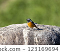 Daurian redstart_male Daurian redstart_male 123169694