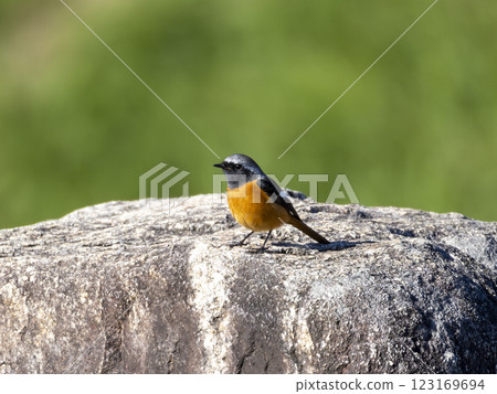 Daurian redstart_male 123169694