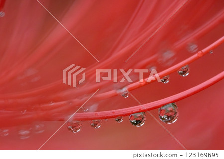Red spider lily and raindrops Red spider lily and raindrops 123169695