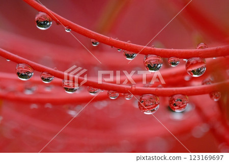 紅蜘蛛百合和雨滴 紅蜘蛛百合和雨滴 123169697