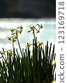 Daffodil flowers blooming in the park 123169718