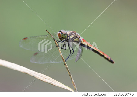 紅蜻蜓 123169770