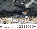 A weasel near the pond 123169800