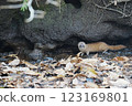 A weasel near the pond 123169801
