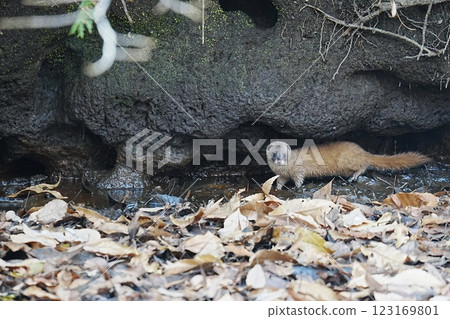A weasel near the pond 123169801