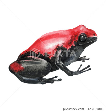 Red and black tropical frog, watercolor painting isolated on white background exotic rainforest amphibian. Exotic frog Red and black tropical frog, watercolor painting isolated on white background exotic rainforest amphibian. Exotic frog 123169803