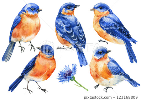 Set blue birds with orange feathers isolated, Watercolor hand painted songbird, wildlife nature clipart, bird painting Set blue birds with orange feathers isolated, Watercolor hand painted songbird, wildlife nature clipart, bird painting 123169809