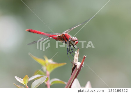 一隻夏蛇鵜鶘在樹枝上休息 一隻夏蛇鵜鶘在樹枝上休息 123169822
