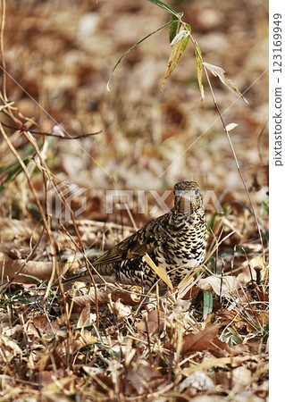 Brown Thrush in the Park 123169949
