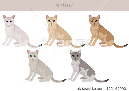Burmilla Cat clipart. All coat colors set.  All cat breeds characteristics infographic 123169990