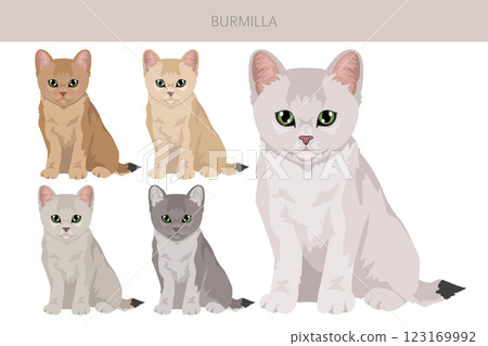 Burmilla Cat clipart. All coat colors set.  All cat breeds characteristics infographic 123169992