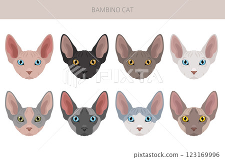 Bambino cat, Munchkin Sphynx mix clipart. All coat colors set.  All cat breeds characteristics infographic 123169996