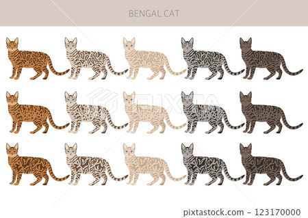 Bengal Cat clipart. All coat colors set.  All cat breeds characteristics infographic. 123170000